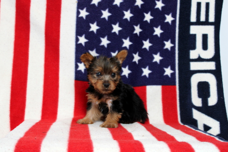 puppy, for, sale, Yorkshire Terrier, Matthew B. Stoltzfus, dog, breeder, Gap, PA, dog-breeder, puppy-for-sale, forsale, nearby, find, puppyfind, locator, puppylocator, aca